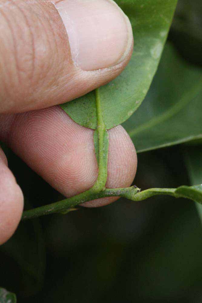              Petiole (Riverside, CA)       